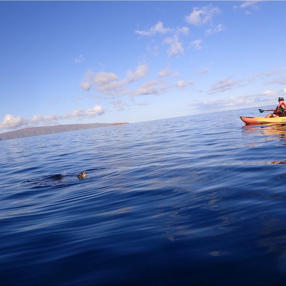 Meet your Posher, Lica - Picture 1 of 1